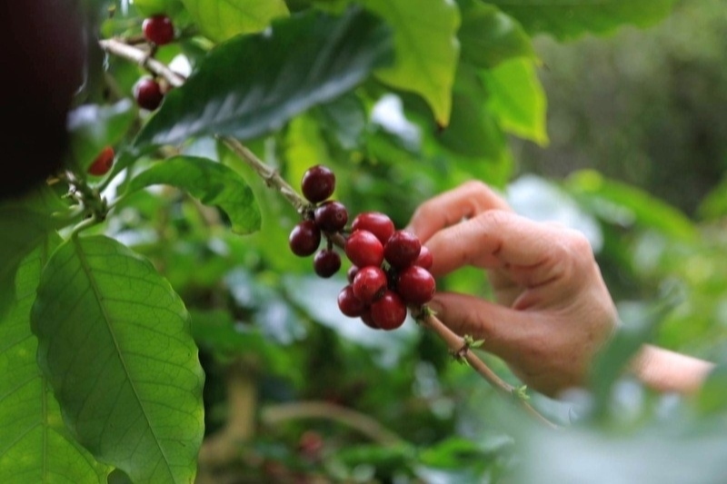Nakayama Coffee Garden: Discover Yambaru~Okinawan Coffee