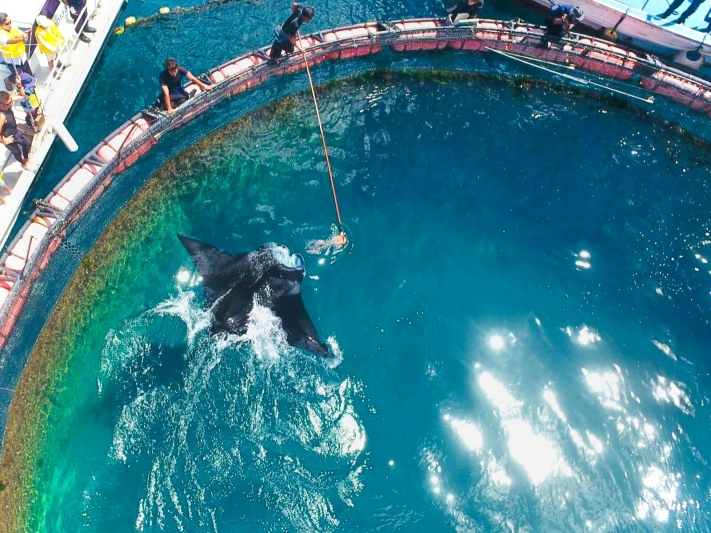 水族館では見られない! 大迫力のネイチャーショー！マンタやサメの飼育観察体験ツアー