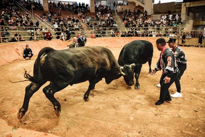 2024 Okinawa Bullfighting Tournament Schedule Information
