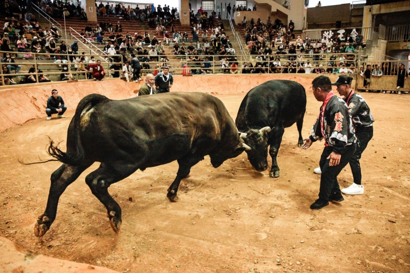 2025 Okinawa Bullfighting Tournament Schedule Information
