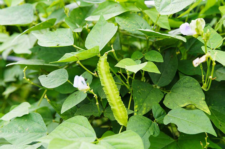 Winged Beans