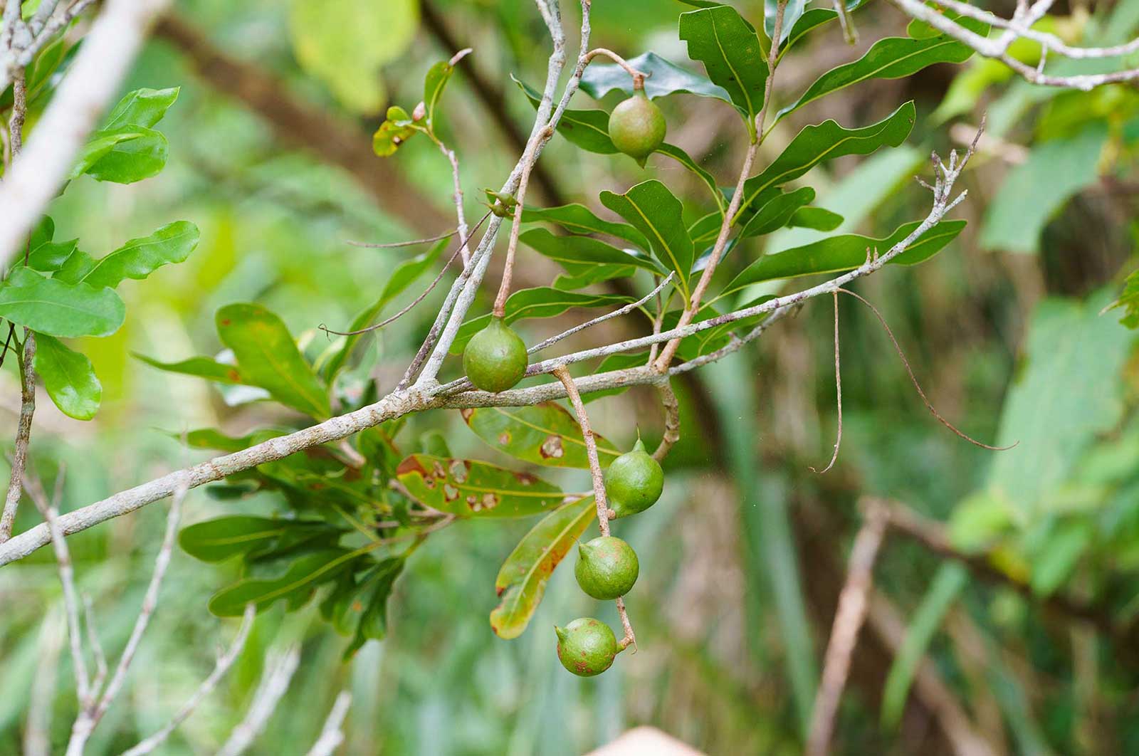 Macadamia Nuts