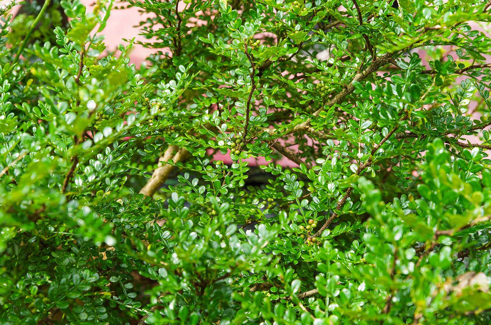 A Japanese pepper tree