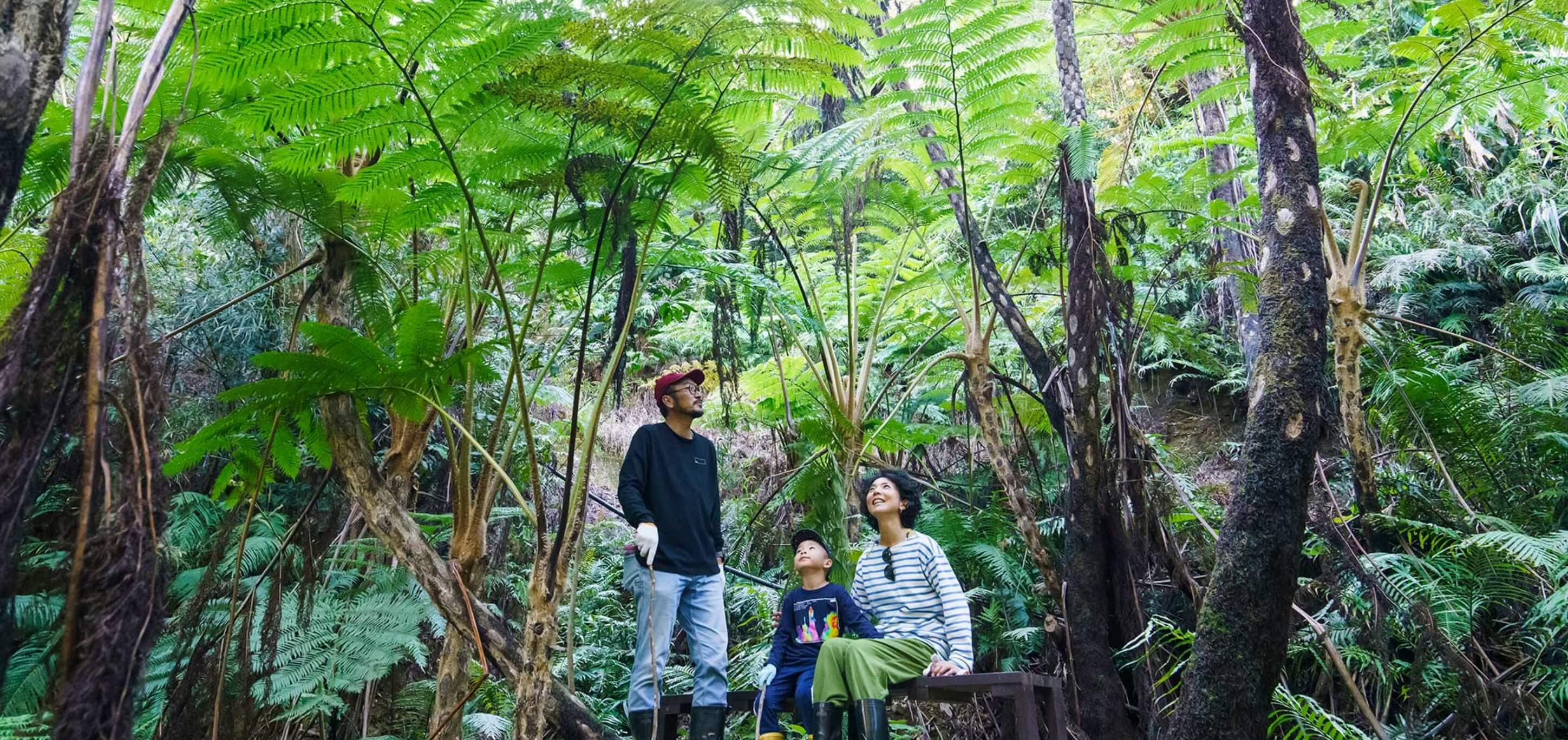The nature trekking tour gives you a satisfying enjoyment of the Yambaru forest filled with giant ferns.