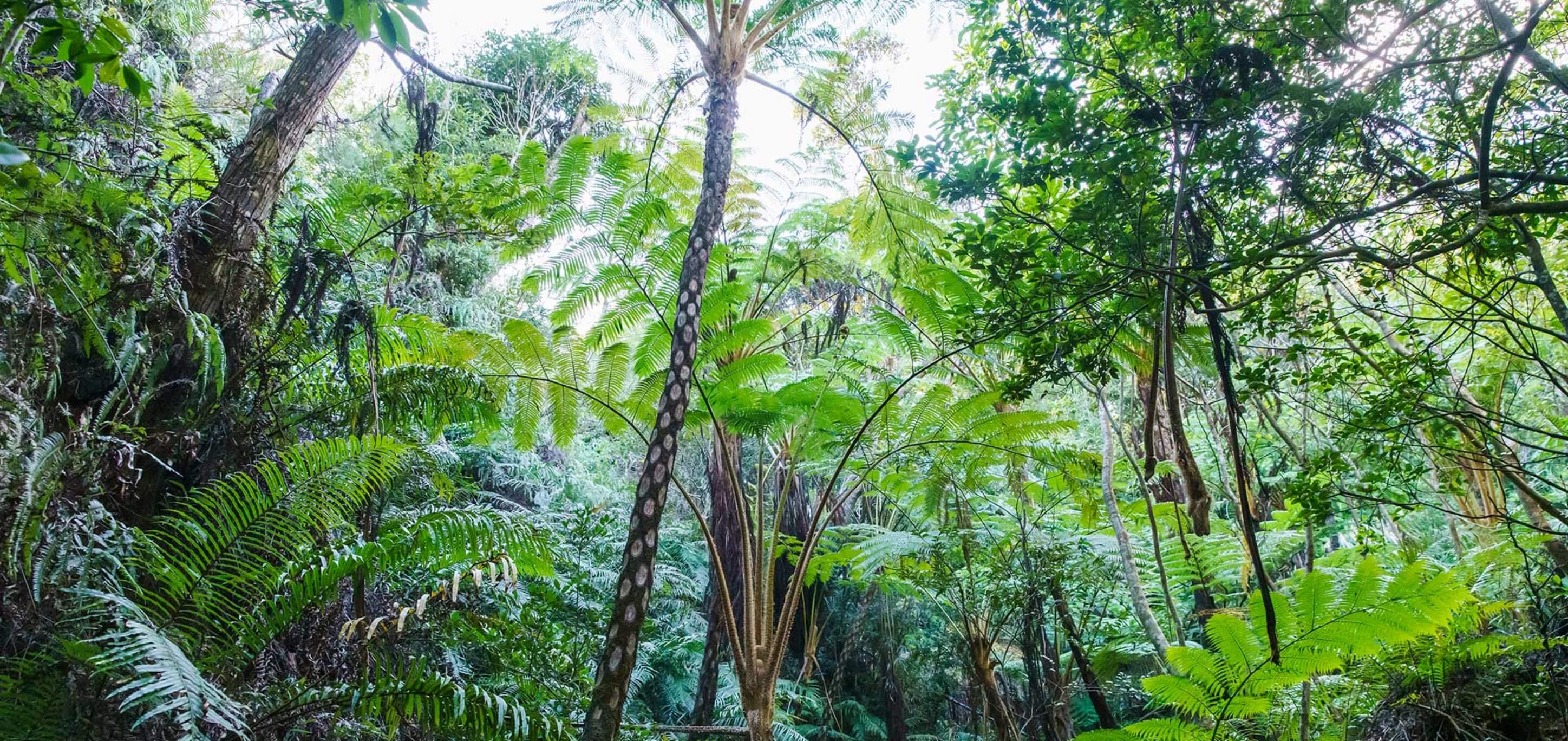 When you enter Yambaru forest, you will be fascinated by its strong appeal.