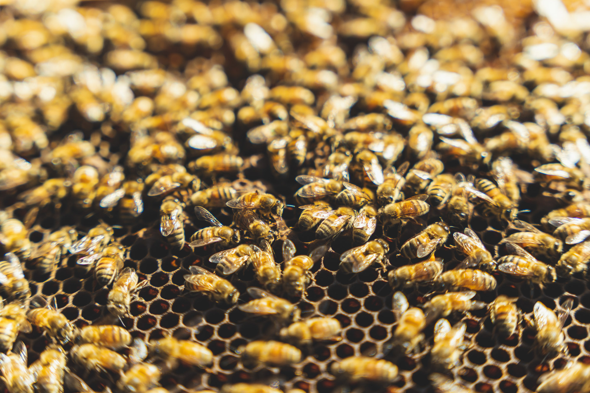 There is only one queen bee with about 10,000 worker bees living in one hive.