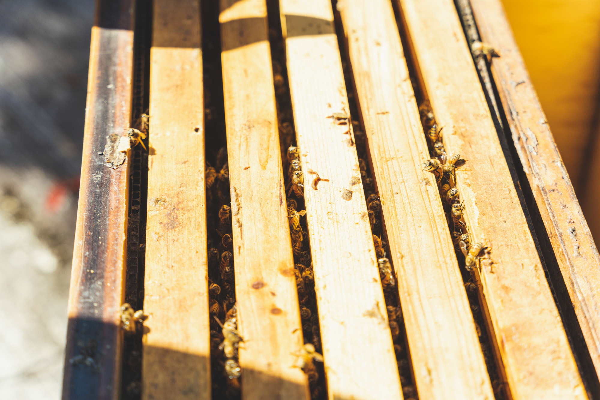 The bees have different responsibilities within the hive. Some worker bees collect nectar and some collect pollen as they fly around from flower to flower on sunny days.