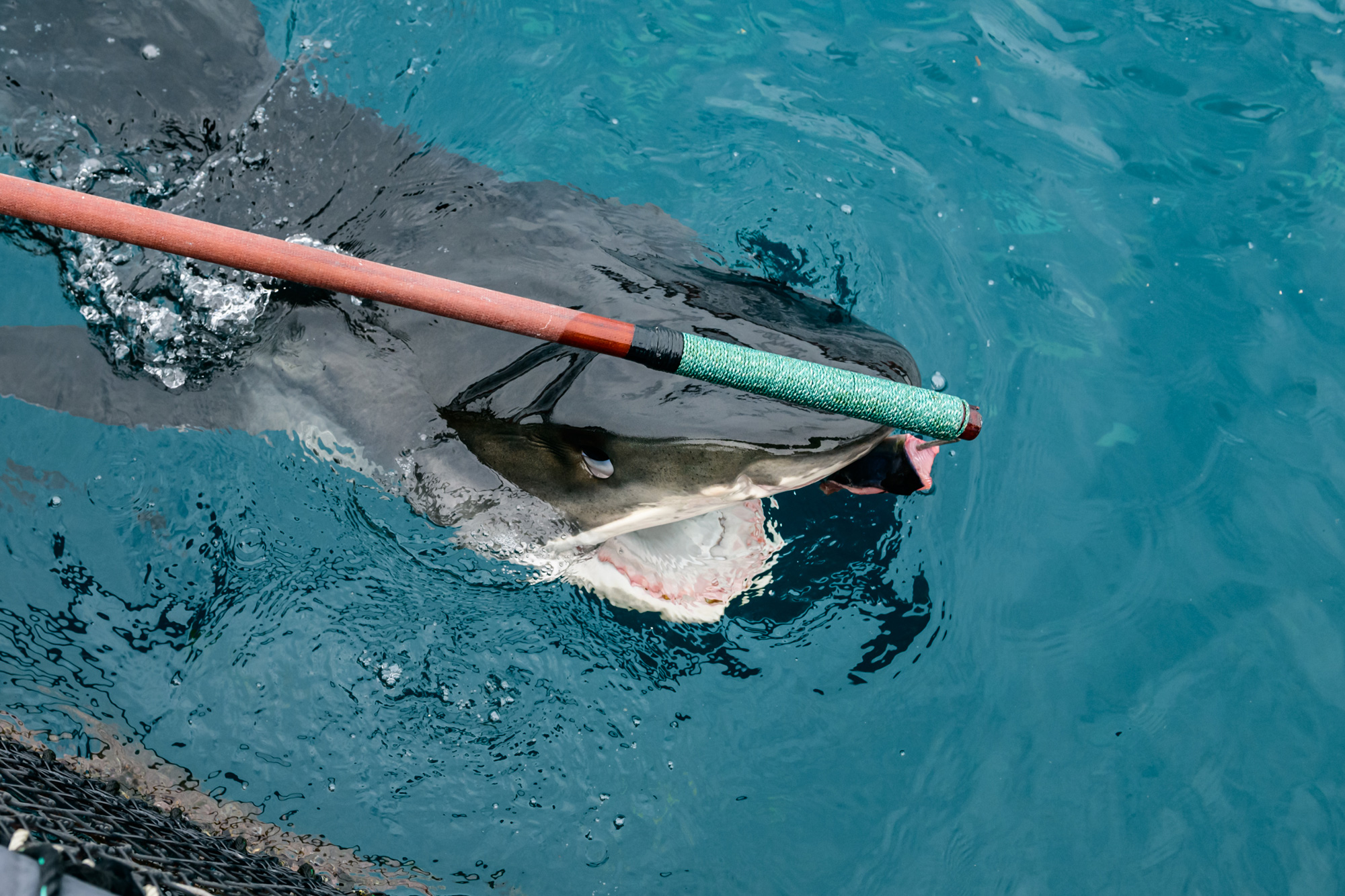 Watching them eat with their mouths wide open is an extraordinary sight.