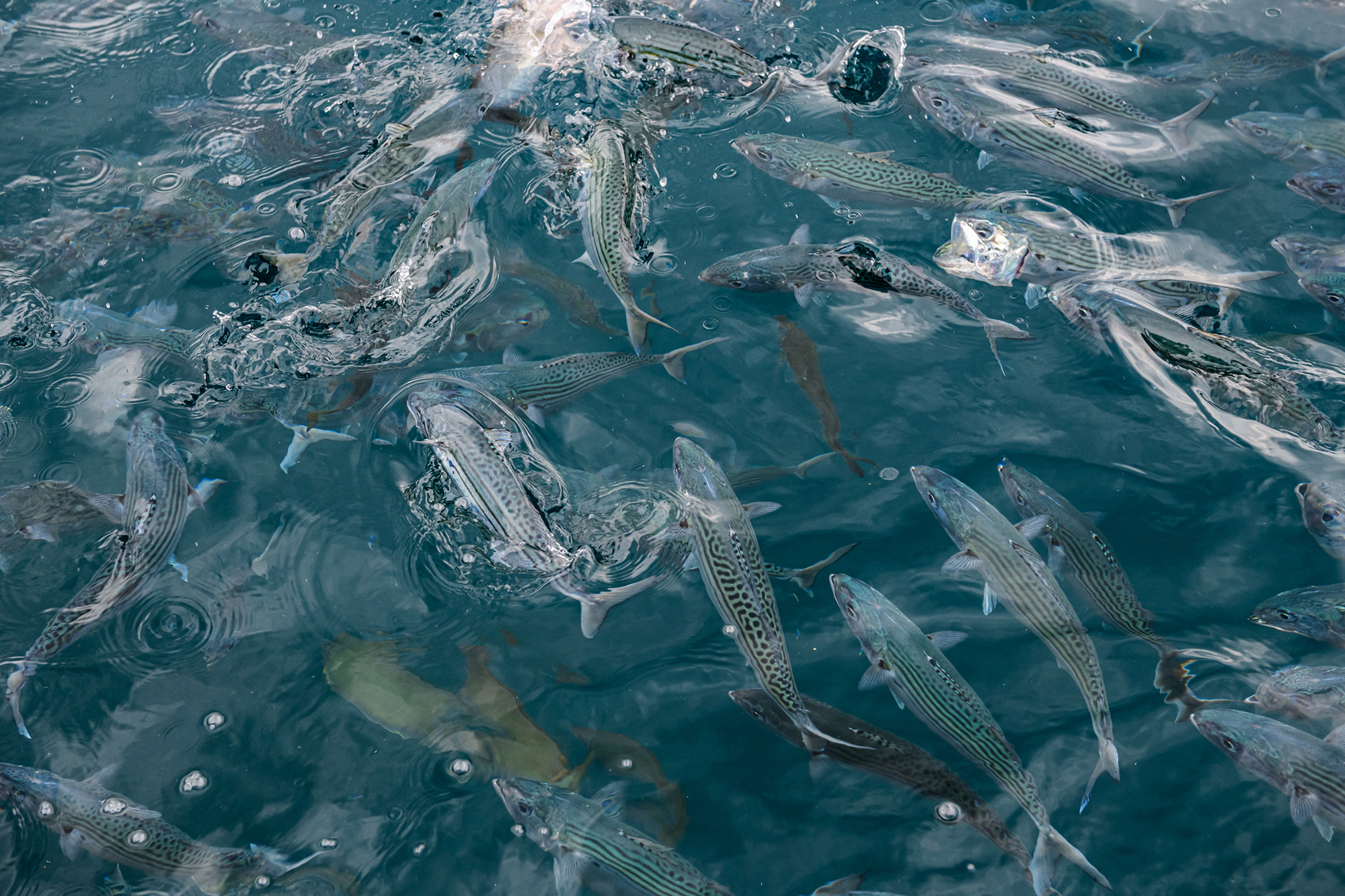 The mackerel are full of energy.