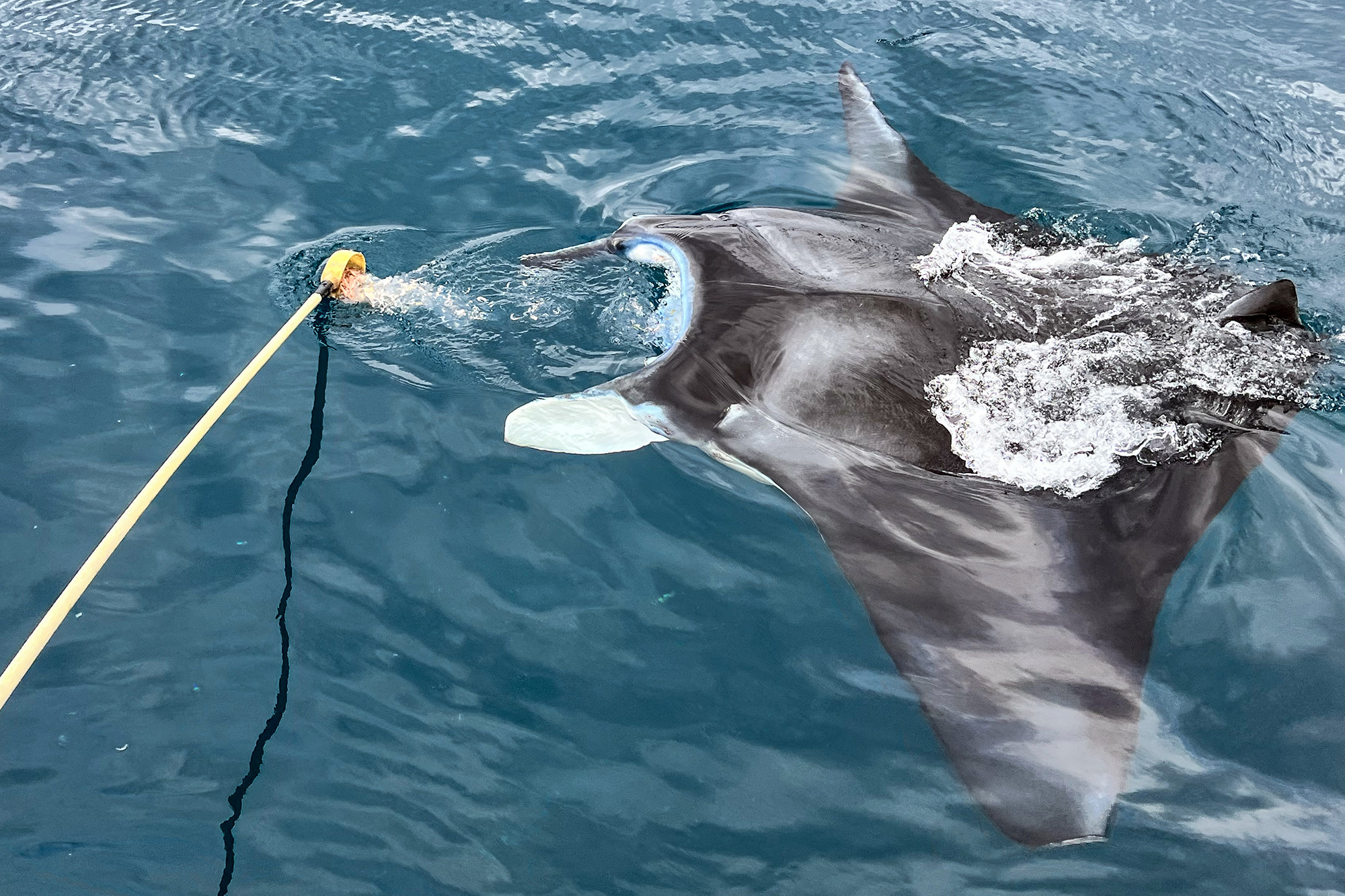 The manta sucks in a large amount of water with the food.