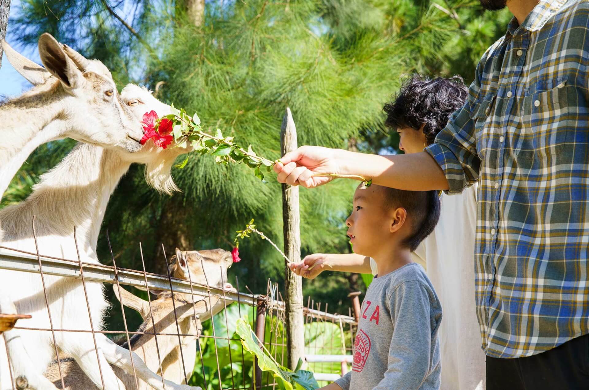 ヤギに餌あげ体験。タイミングが良ければ生まれたばかりのかわいい子ヤギと戯れることができる。