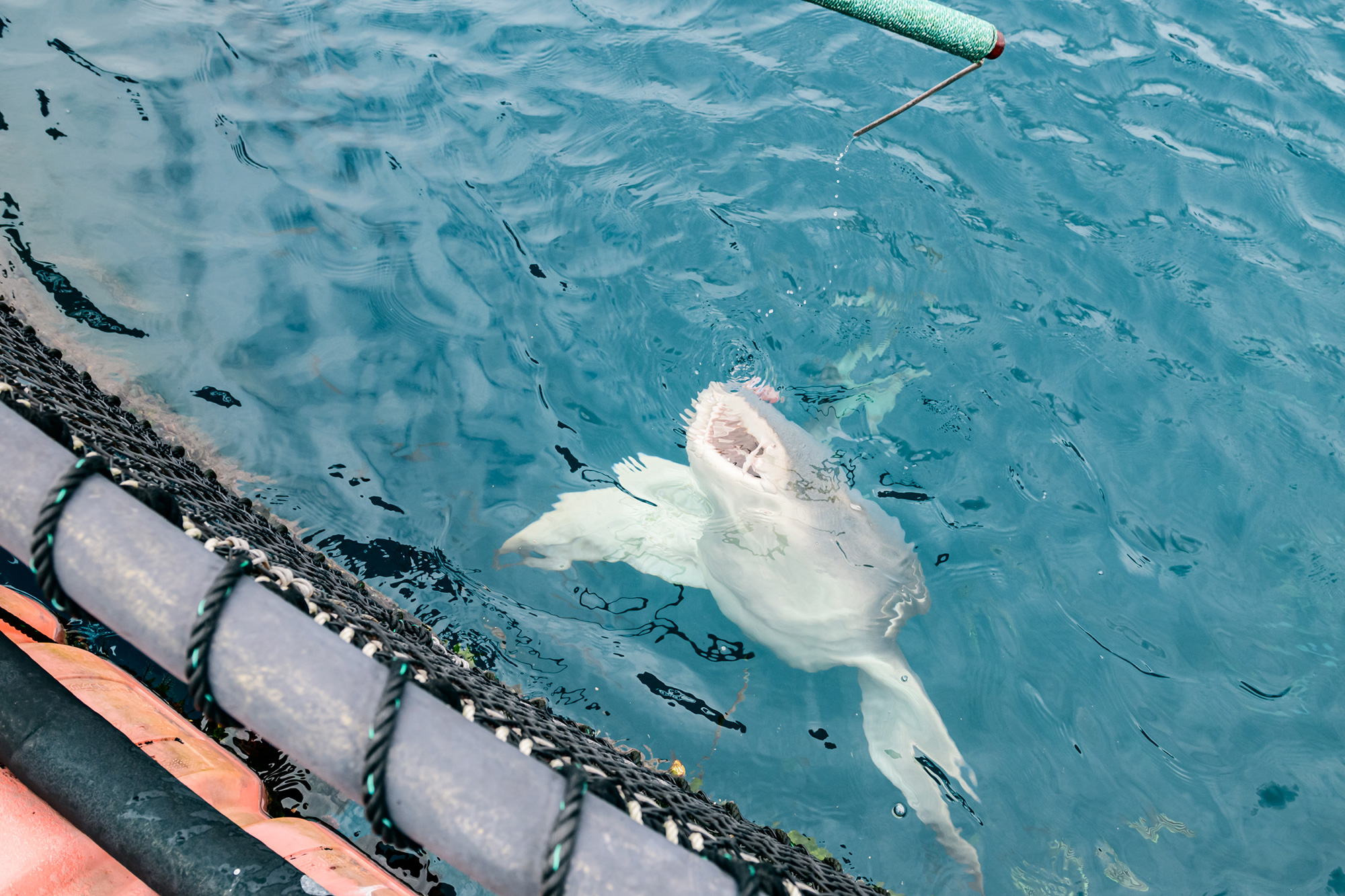 サメは餌を目視で食べることが出来ないため外してしまうことも。